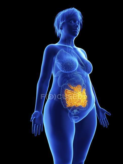 Ilustração da silhueta azul da mulher obesa com destaque para o intestino delgado sobre fundo preto . — Fotografia de Stock