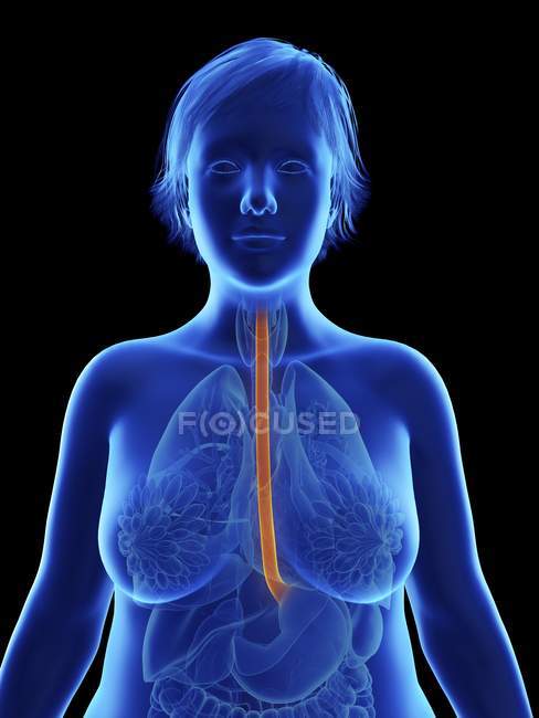 Illustration der blauen Silhouette einer übergewichtigen Frau mit hervorgehobener Speiseröhre auf schwarzem Hintergrund. — Stockfoto