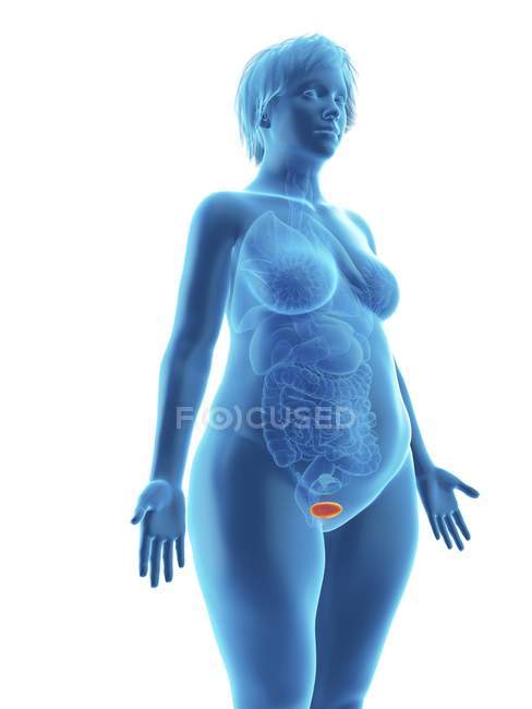 Ilustración de la silueta azul de la mujer obesa con la vejiga resaltada sobre fondo blanco . - foto de stock