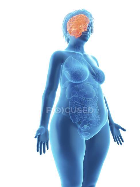 Ілюстрація синього силуету ожиріння жінки з підсвіченим мозком на білому тлі . — стокове фото