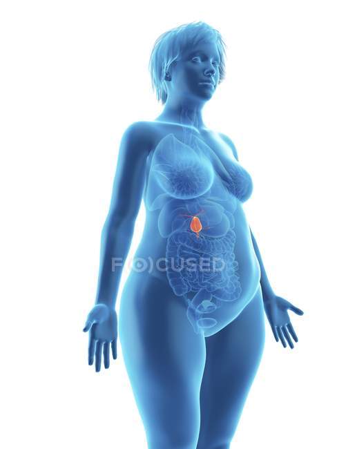 Ілюстрація синього силуету ожиріння жінки з підсвіченим жовчним міхуром на білому тлі . — стокове фото