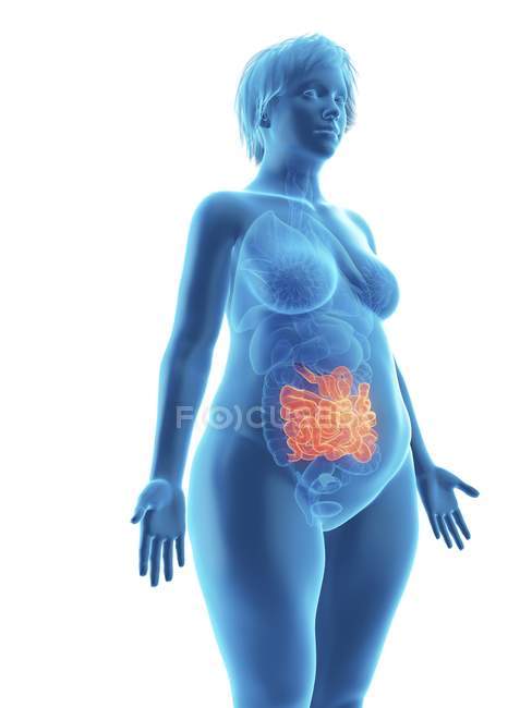 Illustration of blue silhouette of obese woman with highlighted small intestine on white background. — Stock Photo