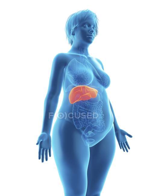 Ilustración de la silueta azul de la mujer obesa con el hígado resaltado sobre fondo blanco . - foto de stock