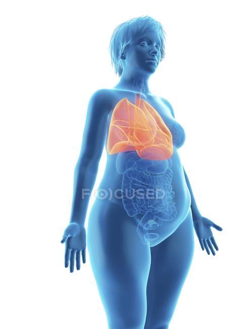 Illustration der blauen Silhouette einer übergewichtigen Frau mit hervorgehobenen Lungen auf weißem Hintergrund. — Stockfoto