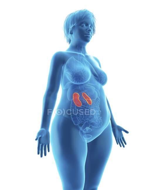 Ілюстрація синій силует ожирінням жінка з виділених нирок на білому тлі. — стокове фото