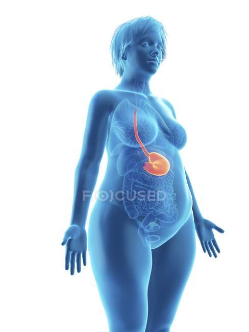 Ilustración de la silueta azul de la mujer obesa con el estómago resaltado sobre fondo blanco . - foto de stock