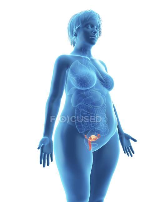 Ilustración de silueta azul de mujer obesa con útero resaltado sobre fondo blanco . - foto de stock