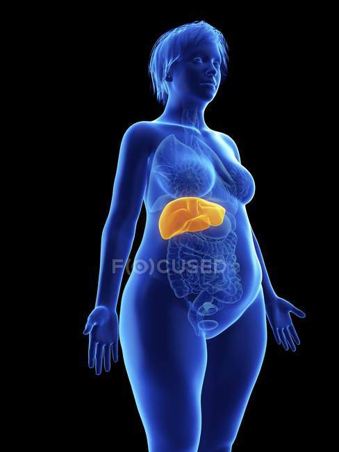 Ilustración de la silueta azul de la mujer obesa con el hígado resaltado sobre fondo negro . - foto de stock