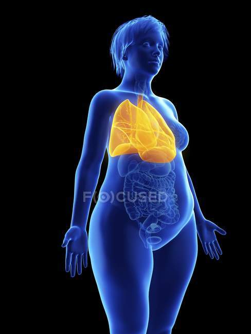 Ilustración de la silueta azul de la mujer obesa con los pulmones resaltados sobre fondo negro . - foto de stock