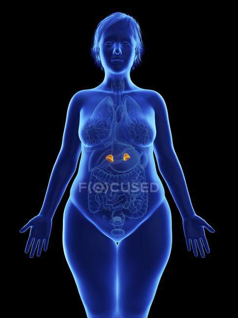 Frontal illustration of blue silhouette of obese woman with highlighted adrenal glands on black background. — Stock Photo