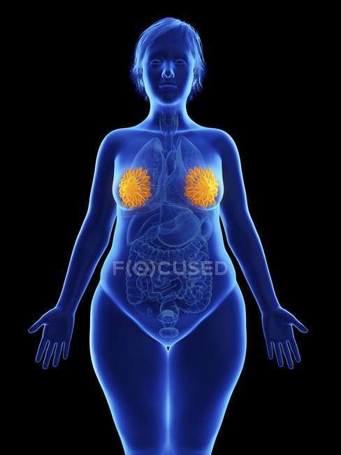 Ilustración frontal de silueta azul de mujer obesa con glándulas mamarias destacadas sobre fondo negro . - foto de stock