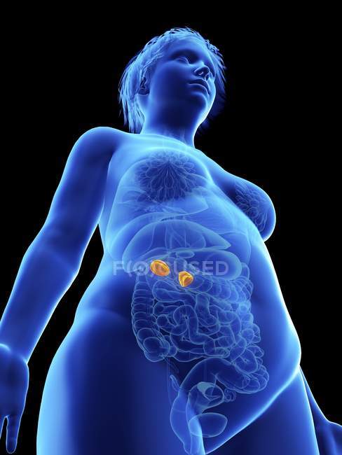 Basso angolo di visualizzazione illustrazione di silhouette blu di donna obesa con ghiandole surrenali evidenziate su sfondo nero . — Foto stock