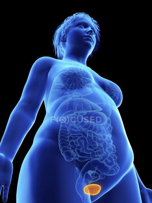 Basso angolo di visualizzazione illustrazione di silhouette blu di donna obesa con vescica evidenziata su sfondo nero . — Foto stock