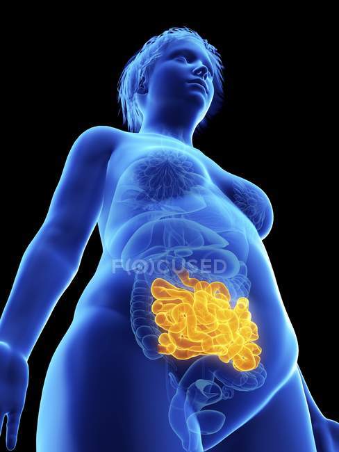 Basso angolo di visualizzazione illustrazione di silhouette blu di donna obesa con evidenziato intestino tenue su sfondo nero . — Foto stock