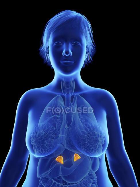 Ilustração em preto de silhueta de mulher obesa com glândulas supra-renais destacadas
. — Fotografia de Stock