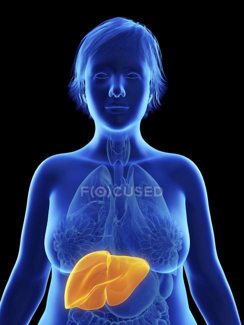 Illustration on black of silhouette of obese woman with highlighted liver. — Stock Photo
