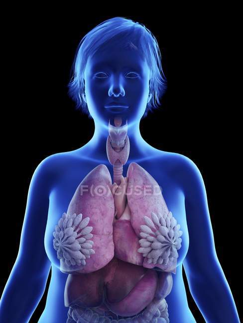 Abbildung auf Schwarz der Silhouette einer fettleibigen Frau mit hervorgehobenen inneren Organen. — Stockfoto