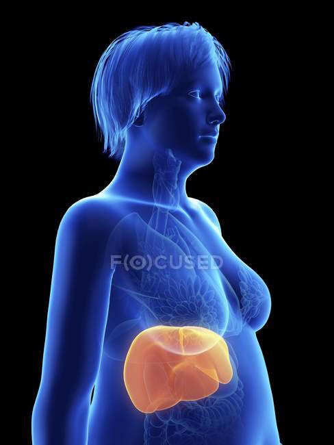 Illustration on black of silhouette of obese woman with highlighted liver. — Stock Photo