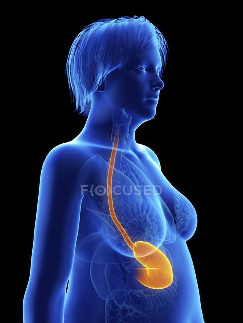 Ilustración sobre negro de silueta de mujer obesa con el estómago resaltado
. - foto de stock