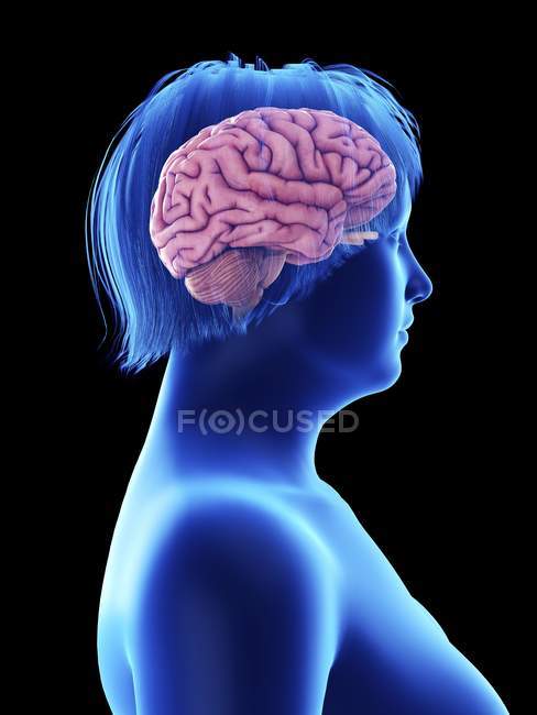 Seitenansicht Illustration auf Schwarz der Silhouette einer fettleibigen Frau mit hervorgehobenem Gehirn. — Stockfoto