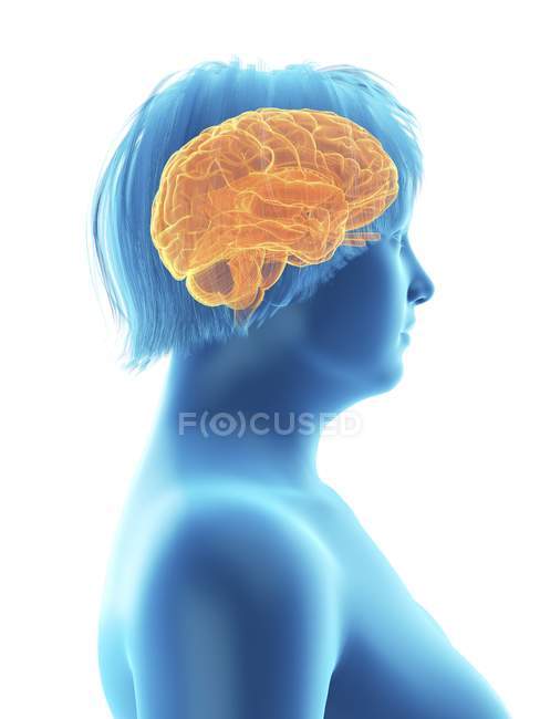 Seitenansicht Illustration der blauen Silhouette einer fettleibigen Frau mit hervorgehobenem Gehirn. — Stockfoto