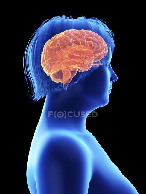 Illustration en vue latérale sur noir de la silhouette d'une femme obèse au cerveau surligné . — Photo de stock