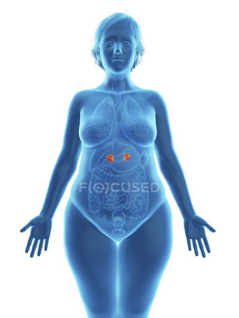 Ilustración de la silueta azul de la mujer obesa con glándulas suprarrenales resaltadas
. - foto de stock