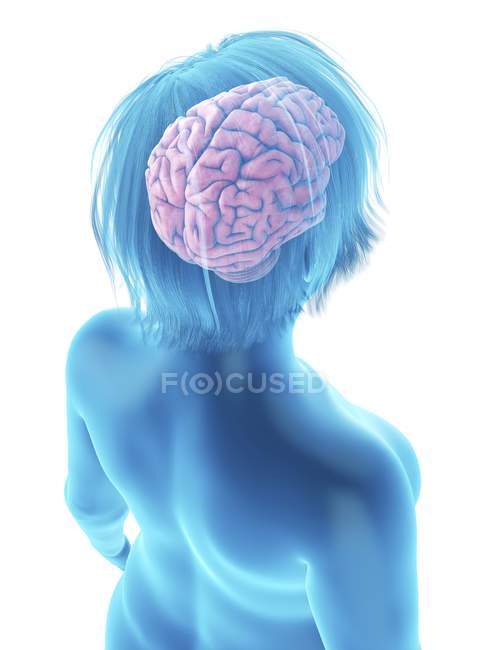 Illustrazione della silhouette blu della donna obesa con cervello evidenziato
. — Foto stock