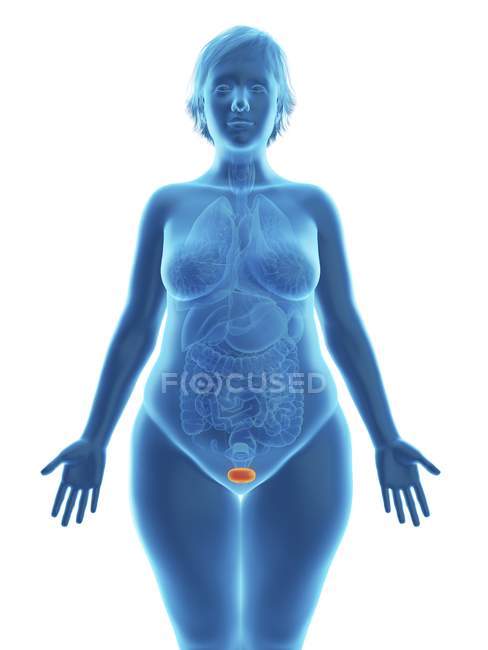 Иллюстрация синего силуэта тучной женщины с выделенным мочевым пузырем . — стоковое фото