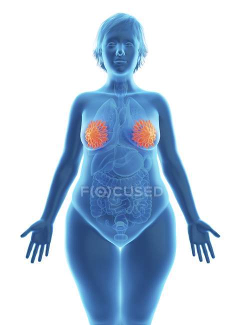 Ilustración de la silueta azul de la mujer obesa con glándulas mamarias destacadas . - foto de stock