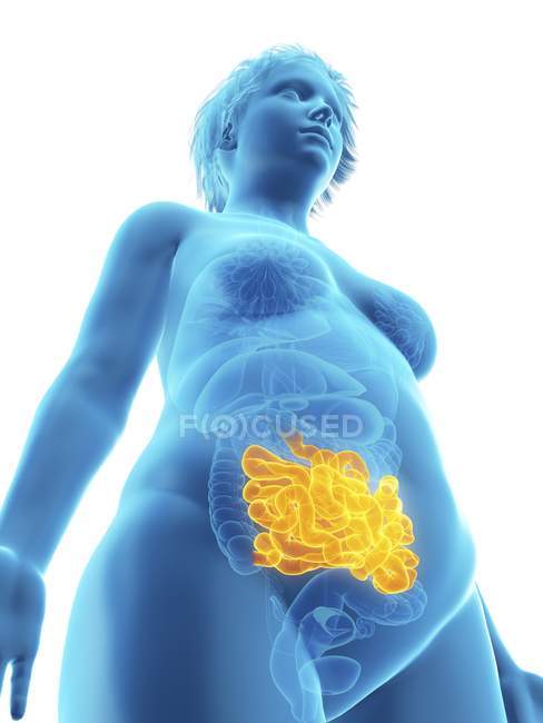 Illustration en angle bas de la silhouette bleue d'une femme obèse avec un intestin grêle surligné . — Photo de stock