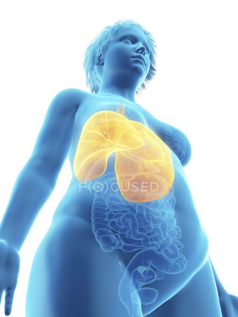 Низький кут зору ілюстрація синій силует ожирінням жінка з виділених легені. — Stock Photo