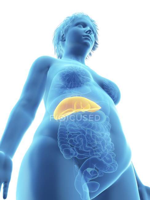 Low angle view illustration of blue silhouette of obese woman with highlighted liver. — Stock Photo