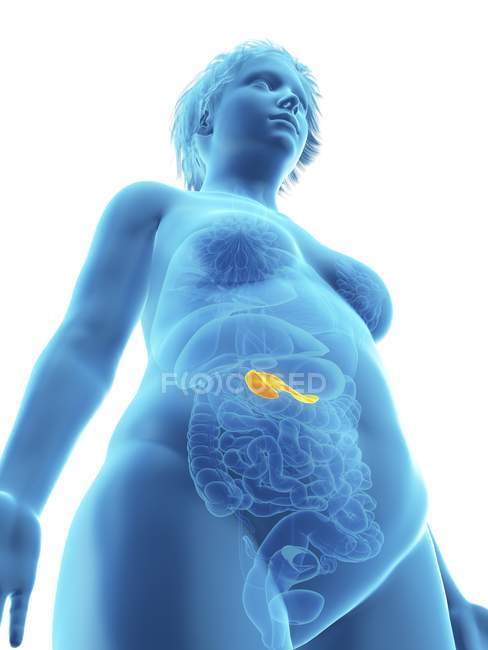 Ilustración de vista de ángulo bajo de silueta azul de mujer obesa con páncreas resaltado . - foto de stock