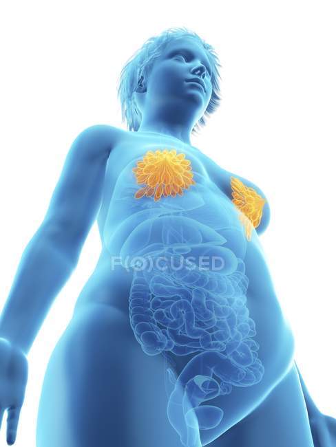 Niedrigwinkel Ansicht Illustration der blauen Silhouette der fettleibigen Frau mit hervorgehobenen Brustdrüsen. — Stockfoto