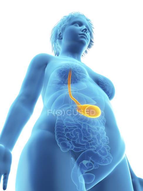 Baixo ângulo ilustração vista de silhueta azul de mulher obesa com estômago destacado
. — Fotografia de Stock