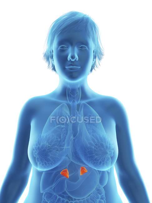 Ilustración de la silueta azul de la mujer obesa con glándulas suprarrenales resaltadas . - foto de stock