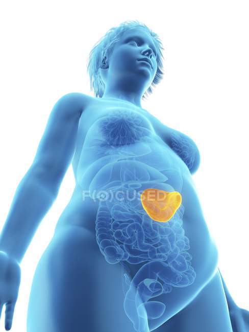 Basso angolo di visualizzazione illustrazione di silhouette blu di donna obesa con milza evidenziata . — Foto stock