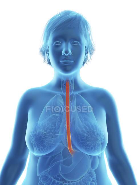 Ilustración de la silueta azul de la mujer obesa con esófago resaltado . - foto de stock