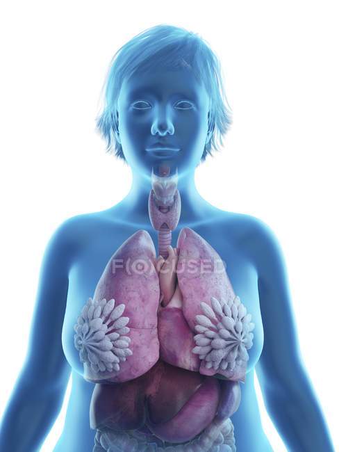 Illustrazione della silhouette blu della donna obesa con organi interni evidenziati . — Foto stock