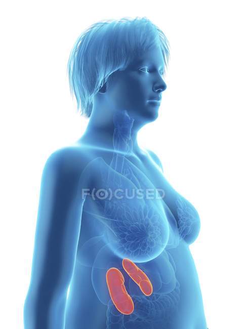 Ilustración de silueta azul de mujer obesa con riñones resaltados
. - foto de stock