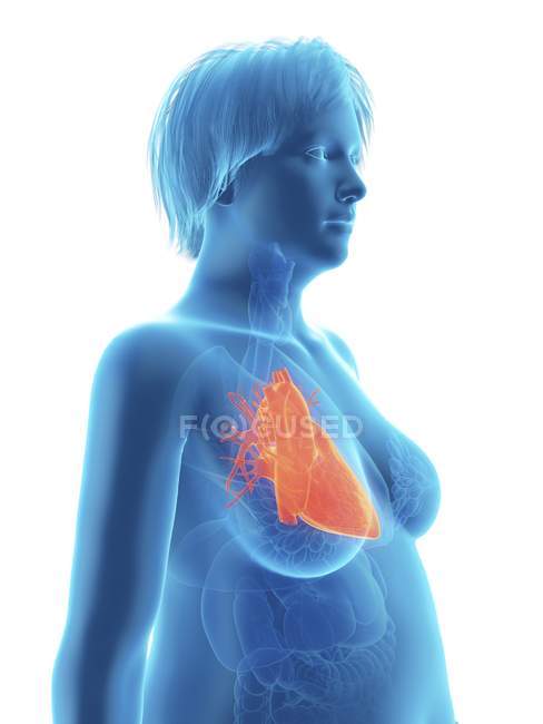 Ilustración de silueta azul de mujer obesa con corazón resaltado . - foto de stock