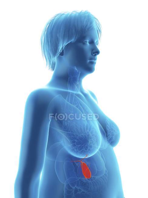 Ilustración de la silueta azul de la mujer obesa con vesícula biliar resaltada
. - foto de stock
