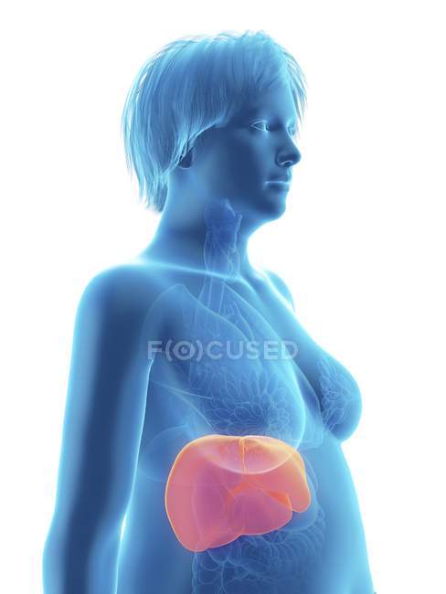 Ilustración de silueta azul de mujer obesa con hígado resaltado . - foto de stock