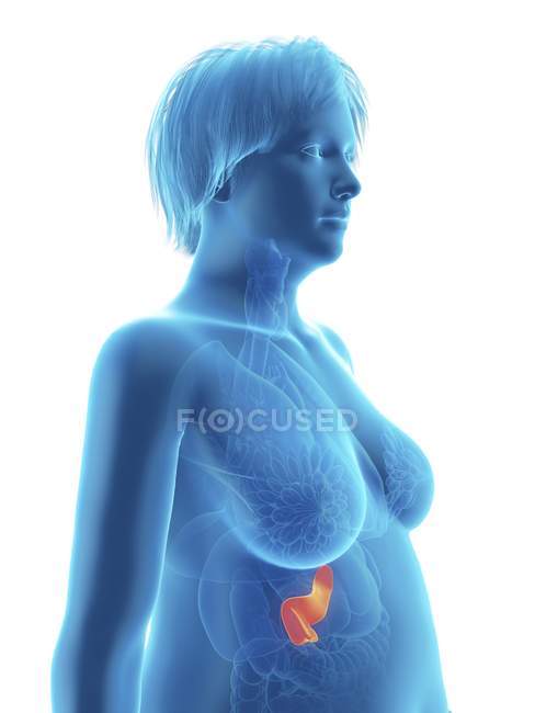 Ilustración de silueta azul de mujer obesa con páncreas resaltado . - foto de stock