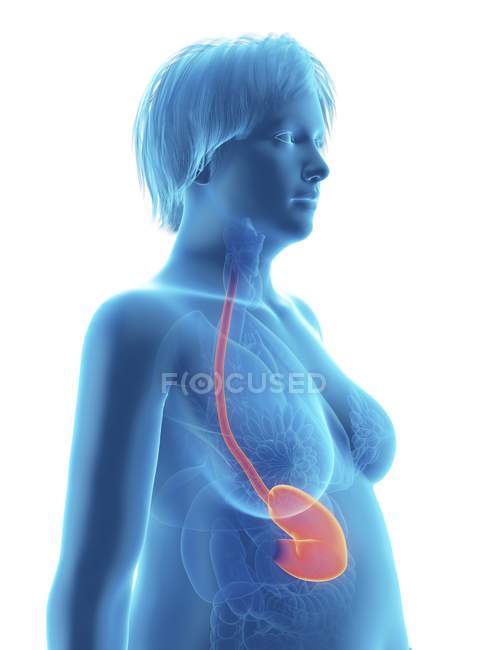 Ilustración de silueta azul de mujer obesa con el estómago resaltado . - foto de stock