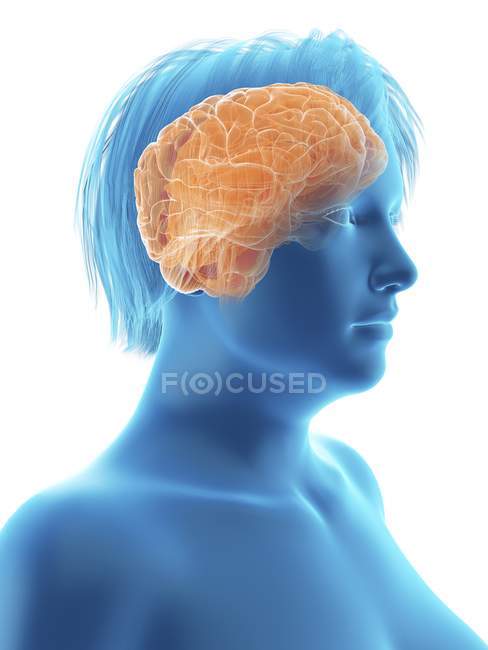 Ilustración de la silueta de la mujer obesa con el cerebro resaltado
. - foto de stock
