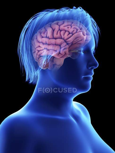 Ilustración de la silueta azul de la mujer obesa con el cerebro resaltado
. - foto de stock