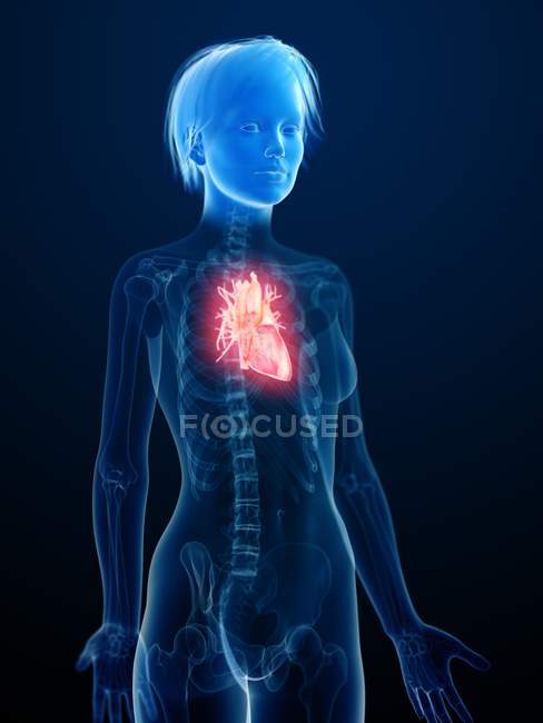 Ilustración de la silueta humana con el corazón inflamado . - foto de stock