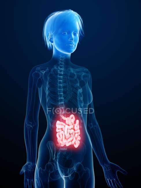 Ilustración de la silueta humana con el intestino delgado inflamado . - foto de stock